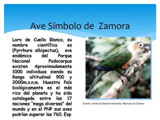 Ave Símbolo de Zamora
Loro de Cuello Blanco, su
nombre      científico     es
(Pyrrhura albipectus), ave
endémica      del      Parque
Nacional          Podocarpus
existen   Aproximadamente
1000 individuos siendo su
Rango altitudinal 900 y
2000m.s.n.m. Nuestro País
biológicamente es el más
rico del planeta y ha sido
catalogado entre las 17
naciones “mega diversas” del    Fuente: Unidad de Gestión Ambiental Municipio de Zamora

mundo y en el PNP sus aves
podrían superar las 760. Esp
 