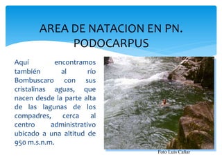 AREA DE NATACION EN PN.
             PODOCARPUS
Aquí         encontramos
también        al       río
Bombuscaro con sus
cristalinas aguas, que
nacen desde la parte alta
de las lagunas de los
compadres,     cerca     al
centro      administrativo
ubicado a una altitud de
950 m.s.n.m.
                              Foto Luis Cañar
 