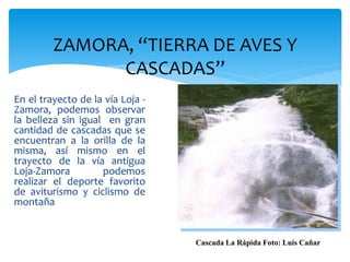 ZAMORA, “TIERRA DE AVES Y
               CASCADAS”
En el trayecto de la vía Loja -
Zamora, podemos observar
la belleza sin igual en gran
cantidad de cascadas que se
encuentran a la orilla de la
misma, así mismo en el
trayecto de la vía antigua
Loja-Zamora         podemos
realizar el deporte favorito
de aviturismo y ciclismo de
montaña


                                  Cascada La Rápida Foto: Luís Cañar
 