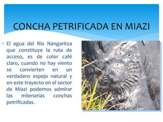 CONCHA PETRIFICADA EN MIAZI
 El agua del Río Nangaritza
  que constituye la ruta de
  acceso, es de color café
  claro, cuando no hay viento
  se convierten en un
  verdadero espejo natural y
  en este trayecto en el sector
  de Miazi podemos admirar
  las    milenarias   conchas
  petrificadas.
 