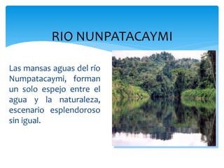 RIO NUNPATACAYMI

Las mansas aguas del río
Numpatacaymi, forman
un solo espejo entre el
agua y la naturaleza,
escenario esplendoroso
sin igual.
 