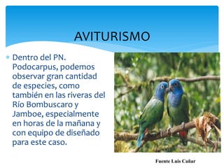 AVITURISMO
 Dentro del PN.
  Podocarpus, podemos
  observar gran cantidad
  de especies, como
  también en las riveras del
  Río Bombuscaro y
  Jamboe, especialmente
  en horas de la mañana y
  con equipo de diseñado
  para este caso.

                                Fuente Luis Cañar
 