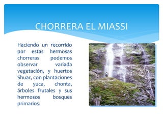 CHORRERA EL MIASSI
Haciendo un recorrido
por estas hermosas
chorreras     podemos
observar        variada
vegetación, y huertos
Shuar, con plantaciones
de     yuca,    chonta,
árboles frutales y sus
hermosos       bosques
primarios.
 