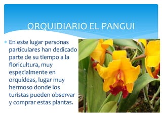 ORQUIDIARIO EL PANGUI
 En este lugar personas
  particulares han dedicado
  parte de su tiempo a la
  floricultura, muy
  especialmente en
  orquídeas, lugar muy
  hermoso donde los
  turistas pueden observar
  y comprar estas plantas.
 