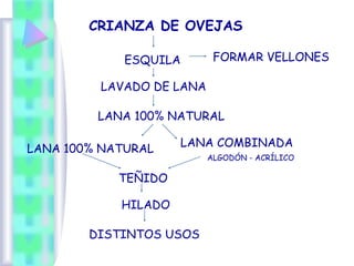 CRIANZA DE OVEJAS
ESQUILA FORMAR VELLONES
LAVADO DE LANA
LANA 100% NATURAL
LANA 100% NATURAL
LANA COMBINADA
ALGODÓN - ACRÍLICO
TEÑIDO
HILADO
DISTINTOS USOS
 