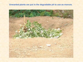 Unwanted plants are put in the degradable pit to use as manure.
 
