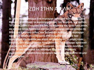 Η ΖΩΗ ΣΤΗΝ ΑΓΕΛΗ
Σε κάθε αγέλη υπάρχει ένα κυρίαρχο αρσενικό που μαζί με ένα
θηλυκό, αποτελούν το κυρίαρχο ζεύγος, τον πυρήνα, της αγέλης.
Το ζεύγος μένει ενωμένο για όλη τη διάρκεια της ζωής τους εκτός
αν κάποιο άλλο αρσενικό νικήσει το κυρίαρχο και καταλάβει τη
θέση του ή κάποιο μέλος του ζευγαριού πεθάνει. Το κυρίαρχο
αρσενικό αναδεικνύεται μετά από αναμέτρηση όλων των
αρσενικών της ομάδας και παρά το γεγονός ότι οι μάχες είναι
έντονες, δεν σημειώνονται ποτέ θάνατοι. Το κυρίαρχο αρσενικό
ηγείται της διαδικασίας του κυνηγιού. Τα θηράματα συνήθως
είναι τα πιο ασθενικά και αδύναμα ζώα και οι θηρευτές
χωρίζονται σε ομάδες που κυνηγούν εκ περιτροπής ώστε να μην
κουράζονται.
 