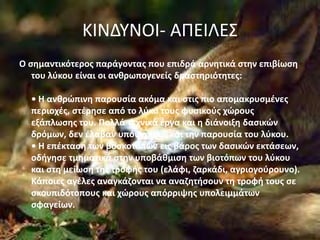 ΚΙΝΔΥΝΟΙ- ΑΠΕΙΛΕΣ
Ο σημαντικότερος παράγοντας που επιδρά αρνητικά στην επιβίωση
του λύκου είναι οι ανθρωπογενείς δραστηριότητες:
• Η ανθρώπινη παρουσία ακόμα και στις πιο απομακρυσμένες
περιοχές, στέρησε από το λύκο τους φυσικούς χώρους
εξάπλωσης του. Πολλά τεχνικά έργα και η διάνοιξη δασικών
δρόμων, δεν έλαβαν υπόψη τους και την παρουσία του λύκου.
• Η επέκταση των βοσκοτόπων εις βάρος των δασικών εκτάσεων,
οδήγησε τμηματικά στην υποβάθμιση των βιοτόπων του λύκου
και στη μείωση της τροφής του (ελάφι, ζαρκάδι, αγριογούρουνο).
Κάποιες αγέλες αναγκάζονται να αναζητήσουν τη τροφή τους σε
σκουπιδότοπους και χώρους απόρριψης υπολειμμάτων
σφαγείων.
 