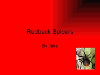 Redback Spiders By Jake 