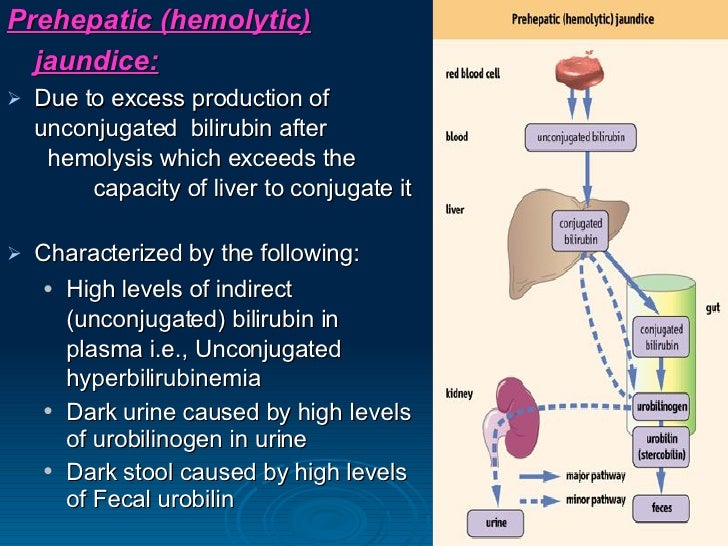 red blood cell destruction kau an increase in the rate of red blood cell breakdown causes which form of jaundice