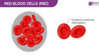 RED-BLOOD-CELLS-AND-THEIR-FUNCTION-2.ppt
