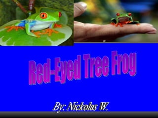 By: Nickolas W.  Red-Eyed Tree Frog 