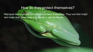 Frog Protection Red eyed tree frog | PPTX