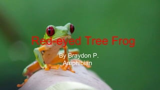 Red-eyed Tree Frog
By Braydon P.
Amphibian
 