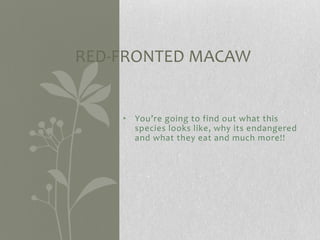 • You’re going to find out what this
species looks like, why its endangered
and what they eat and much more!!
RED-FRONTED MACAW
 