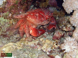 Red sea