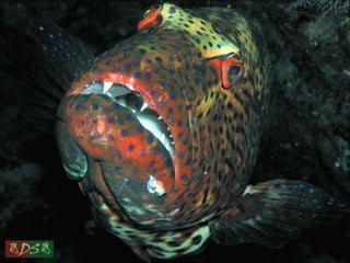 Red sea