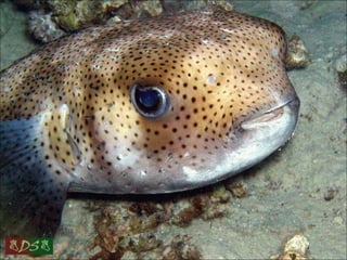 Red sea