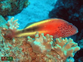 Red sea