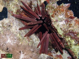 Red sea
