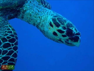 Red sea