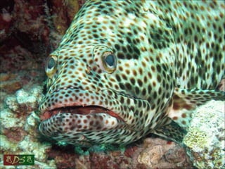 Red sea
