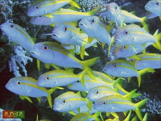 Red sea