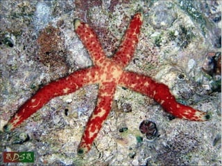 Red sea