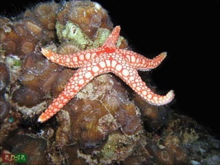 Red sea