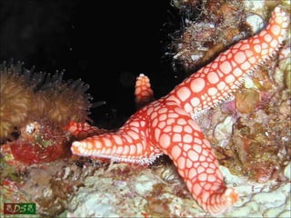 Red sea
