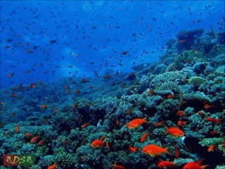 Red sea