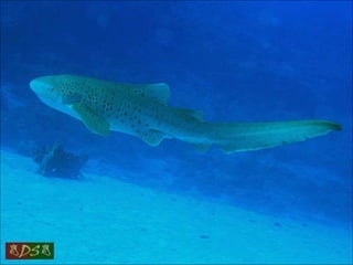 Red sea