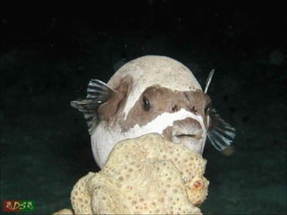 Red sea