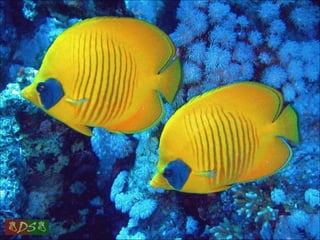 Red sea