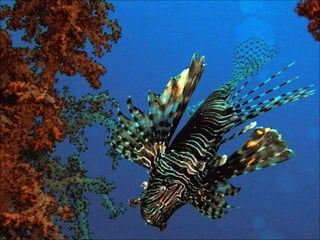 Red sea
