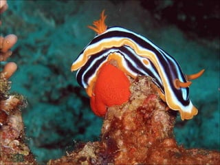 Red sea