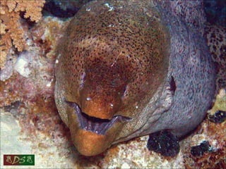 Red sea