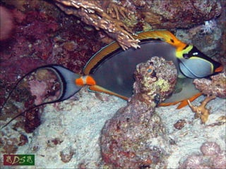 Red sea