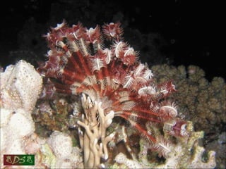 Red sea