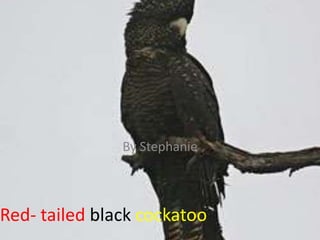 Red- tailedblack cockatoo By Stephanie  