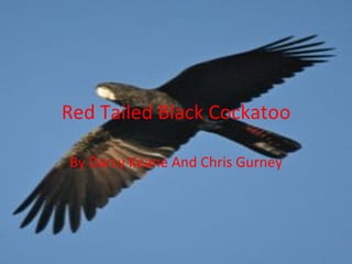 Red Tailed Black Cockatoo By Darcy Keane And Chris Gurney 