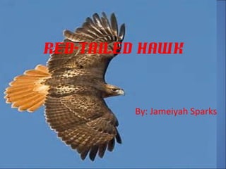 Red-Tailed Hawk 
By: Jameiyah Sparks 
 