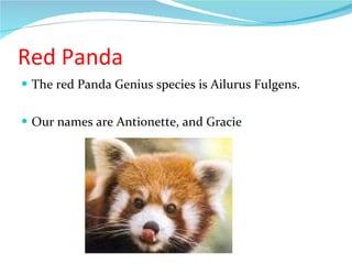 Red Panda The red Panda Genius species is Ailurus Fulgens. Our names are Antionette, and Gracie