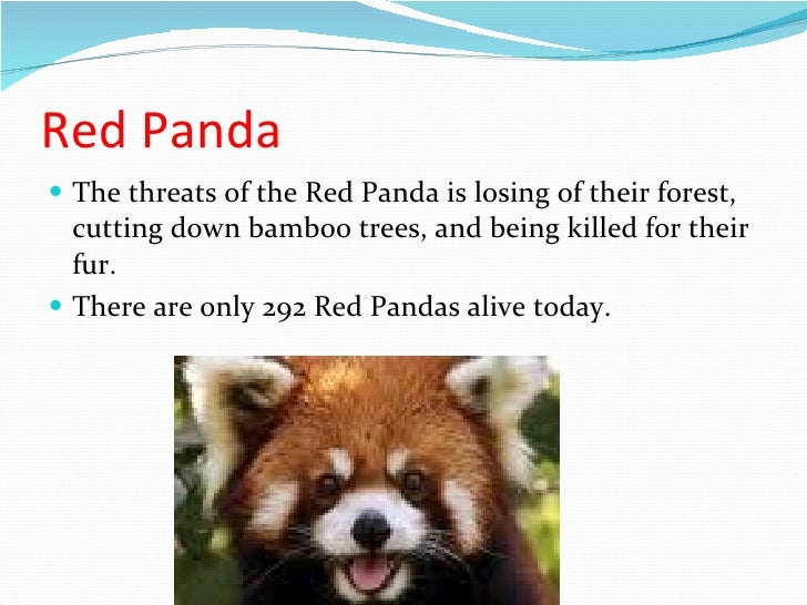 Red%20 panda[1]