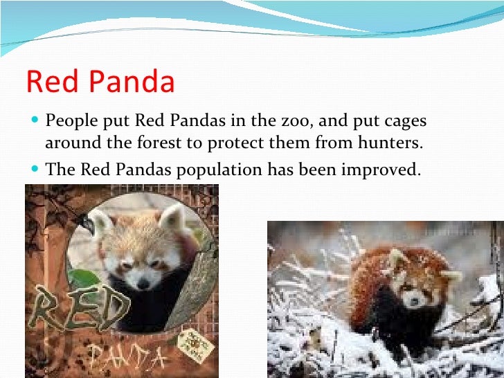 Red%20 panda[1]