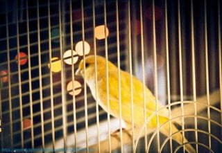 26https://www.flickr.com/photos/willfolsom/5681274525/
 