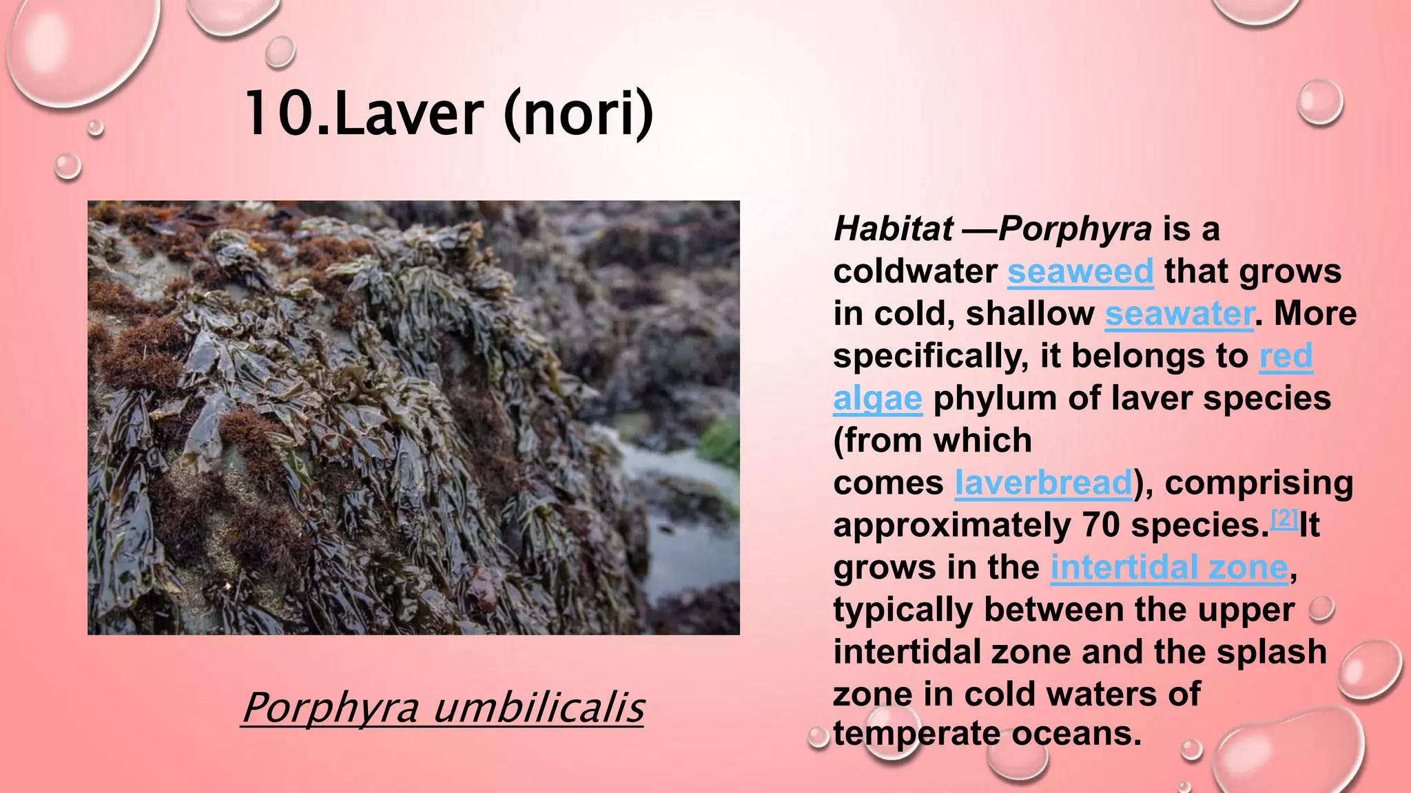 Laver Algae red algae.pptx