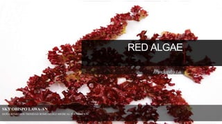 RED ALGAE
Rhodophyta
SKY OBISPO LAWA-AN
DOÑA REMEDIOS TRINIDAD ROMUALDEZ MEDICAL FOUNDATION
 