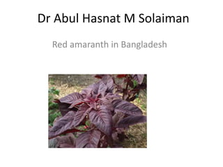 Dr Abul Hasnat M Solaiman
Red amaranth in Bangladesh
 
