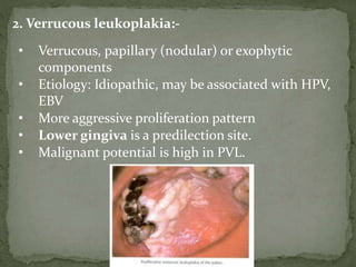 2. Verrucous leukoplakia:-
• Verrucous, papillary (nodular) or exophytic
components
• Etiology: Idiopathic, may be associated with HPV,
EBV
• More aggressive proliferation pattern
• Lower gingiva is a predilection site.
• Malignant potential is high in PVL.
 